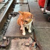 【タイ旅行2025】まとめ#15 バンコクの犬と猫の写真