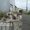 玄海島（福岡県） Genkaijima(Fukuoka Prefecture) 