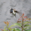 ツバメの幼鳥、川辺で頑張っていた！