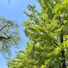 今日の札幌は最高気温が31.3度の真夏日に！まだ6月ですが暑い1日になりました