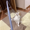 雨田甘夏、新品です。【猫と獣と素材事情】