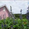 お盆に百日草を植える