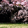 今年も桜の季節が来る
