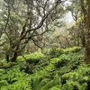 【ハワイ】3400エーカー以上のマウイ島の森林が公有地に
