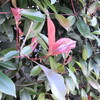  新しい葉は赤色