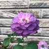 ＊グラデーションが可愛い♡バラ リナルド＆クランベリーの実