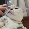 第1,384話　8歳になりました