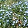 馬見丘陵公園、初夏の花