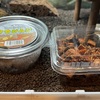 トビムシとワラジムシを飼い始めました