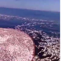 中国のトロール船がペルシャ湾とイラン近海でパルス漁業（電撃漁業）を行い、 魚、幼魚、サンゴすべてを殺し、海を「死の海」に変えている