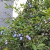 【果樹】ブルーベリーの地植え栽培記録
