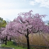 緑地の桜は満開！ 其の二