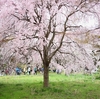 桜咲く小石川植物園　