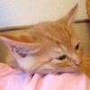 【かわいい】肩の上がお気に入りの子猫ちゃん。そのままおやすみなさい・・・【動画】