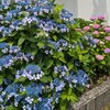 ７．９（火・晴れ）連日の真夏日。