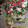 近隣繁華街のねこさん