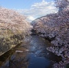 わが町・町田「恩田川」の桜と花筏