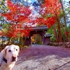 翁、紅葉狩りに同行する 赤山禅院編