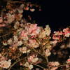 熱海の早咲き桜「あたみ桜」ライトアップで夜桜鑑賞｜糸川桜まつり、糸川遊歩道、開催期間、時間、混雑状況（静岡県熱海市）