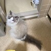 朝出かけるとき、ふくちゃんが驚いたようだったこと