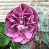 ＊切り花品種 アフタマス開花♡＆ホスタのツボミ