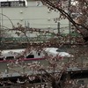 【桜便り】新幹線とスカイツリーと