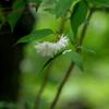 ウツギ：空木の花　卯の花