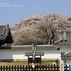 弘道館の左近の桜・・①