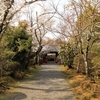 ３月３０日　洛北、常照寺の桜