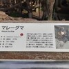 上野動物園のマレーグマ