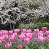 奈良県営馬見丘陵公園の桜２０２０年（３月末～４月上旬）