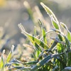 別れ霜（わかれじも）