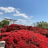 長岡天満宮の霧島ツツジが満開❣️