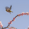 メジロ飛ぶ