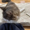 今日のネコたち☆洗濯物コロコロ