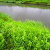 雨に降られながら倉敷川でタナゴ釣り