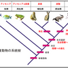 おしっこの進化の歴史