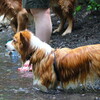 愛犬がかわいく感じたら。