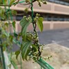 土と戯れる