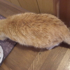今日は俳句の気分