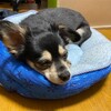 まろにー2040日目
