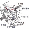 【歯科】舌神経、顎下腺管、舌下腺の位置関係