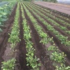 梅雨明け草取り