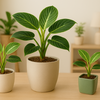 【フィロデンドロン・バーキン】上品な白い斑入りの葉が美しい🌿人気の観葉植物育て方ガイド