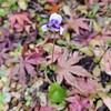 12月の草花と実。そして、それぞれの樹木（2023）