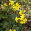 秋でも元気な花々