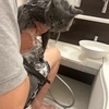 GWはニューヨークより入浴！！！猫をシャンプーした話！