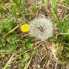 菜の花とアジサイとタンポポ、少しずつ。