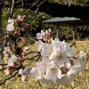 新宿御苑の桜