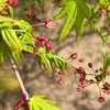 庭のもみじ・・花が・・咲いています❗️